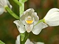 Cephalanthera longifolia Italy - Genova Piani di Praglia