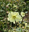 Alcea rugosa