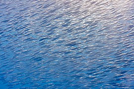 Banco de peces trompeta (Macroramphosus scolopax), islas Azores, Portugal, 2020-07-27, DD 38