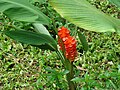 Curcuma roscoeana