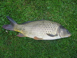 Karppi (Cyprinus carpio carpio)