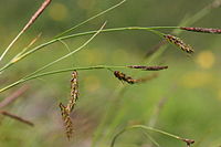 Carex ferruginea