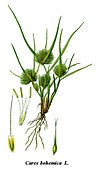 Carex bohemica