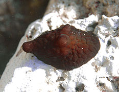 Coriocella nigra (Velutinidae).