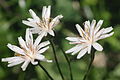 Crepis froelichiana