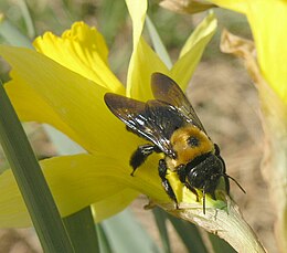 Eastern Carpenter Bee.jpg