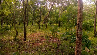 Forêt classée de l'Ouémé Supérieur près de Tchaourou.