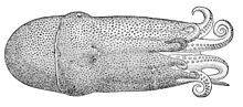 Haliphron atlanticus (70 mm ML).jpg