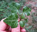 Hedera helix