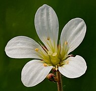 Blüte des Knöllchen-Steinbrechs (Saxifraga granulata) im Naturschutzgebiet Dattenbachtal zwischen Kröftel und Vockenhausen (Taunus)