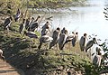 Kebanyakan burung muda di Bharatpur, Rajasthan, India.