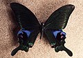 Papilio arcturus (Blue Peacock)