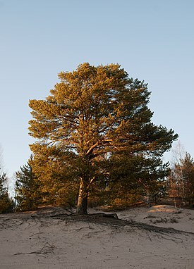 Metsämänty (Pinus sylvestris)