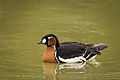 Branta ruficollis