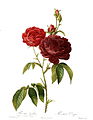 Krásná růže (rosa gallica). Rytina, autor Pierre-Joseph Redouté (1824).