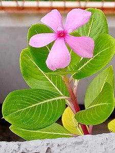 Catharanthus roseus in Ishwardi, Bangladesh