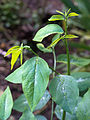 Sprouting shoots of Sauropus androgynus