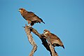 Two juveniles in Botswana