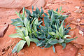 A plant which thrives in Jordan's southern deserts