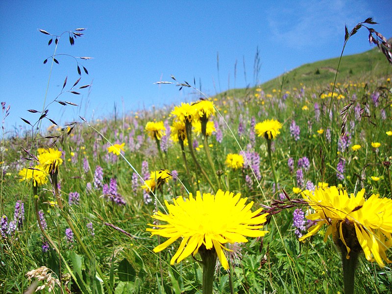 File:Wild flowers - panoramio (1).jpg