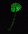 Mycena singeri un hongo bioluminiscente