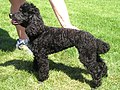 Poodle (Miniature)