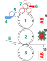 Diagramma della stampa offset