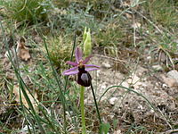 Ophrys × catalaunica Ophrys × flavicans