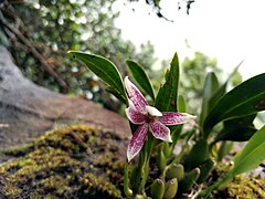 Orquídea Prosthechea garciana en Cerro Santa Ana, Paraguaná.jpg