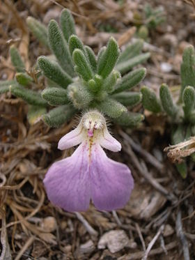 Ajuga iva em Malta