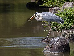 Grey heron eating fish while leaning over water