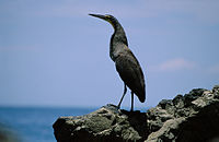 Bare-throated tiger heron (Tigrisoma mexicanum)