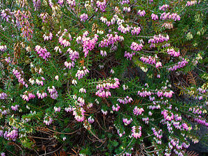 Erica arborea o carnescente