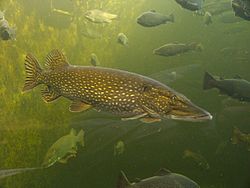 Līdaka (Esox lucius)