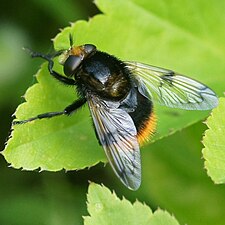 pestřenka čmeláková Volucella bombylans var. bombylans