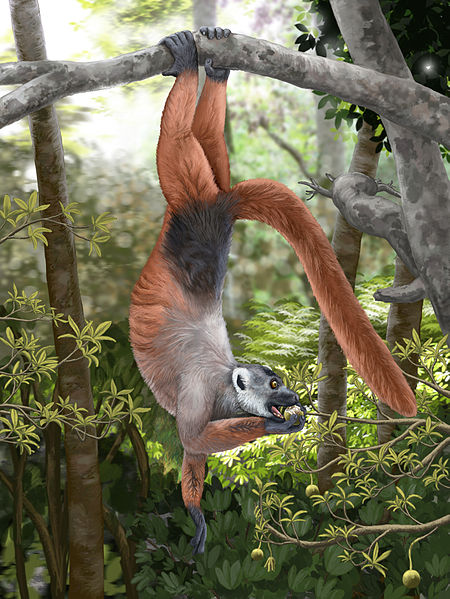 File:Pachylemur insignis.jpg