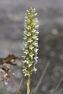 Piperia elegans 3199.JPG