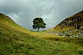 Sycamore Gap Tree