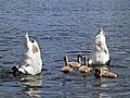 Swan couple in eaten by aquatic plants.