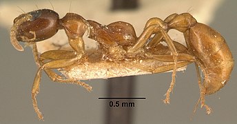 Tetraponera grandidieri.