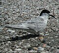 White-fronted tern