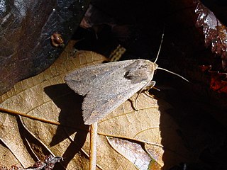 Mythimna unipuncta