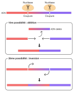 Nucleases-deletions-text-to-path-fr.svg