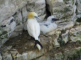 Сула атлантична (Morus bassanus)