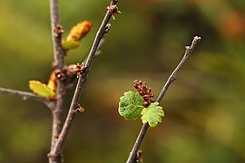 Abisko nationalpark Betula nana 2.jpg