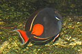 Acanthurus achilles