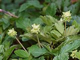 Trois petites fleurs blanches et jaunes avec feuilles vertes en arrière-plan