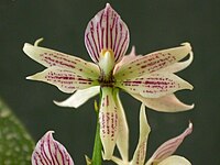 Prosthechea terassaniana