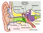 Mänskligt öra.