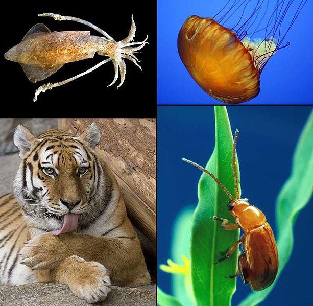 File:Animalia diversity-2.jpg